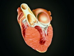 四级风湿性心脏病怎么办